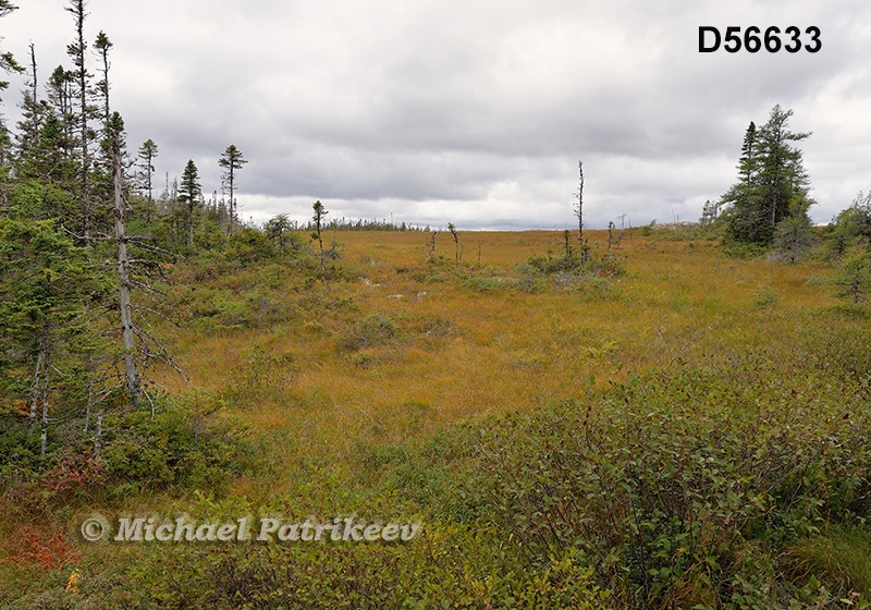 Eastern Canadian boreal forests